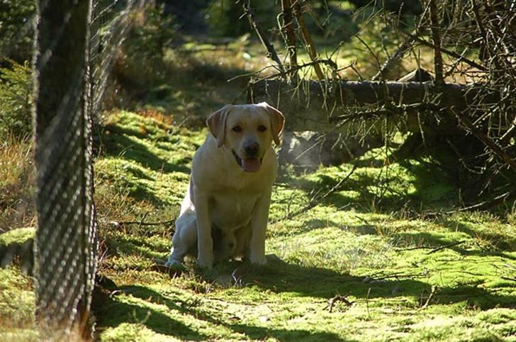 Labrador retriever Cooper - Sidder og venter på en apportering billede 7