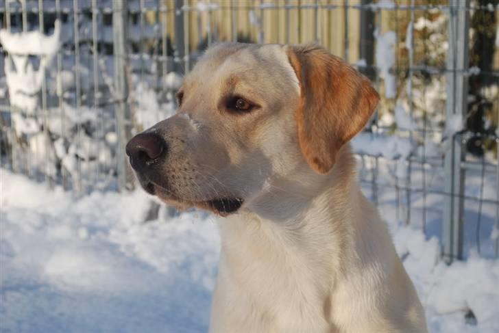 Labrador retriever Cooper - December 09 billede 8