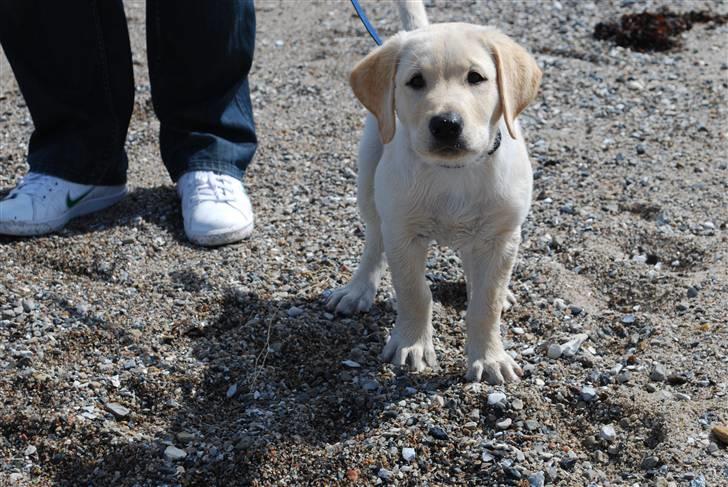 Labrador retriever Cooper - Ved stranden 11 uger gammel billede 9