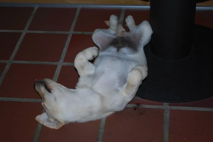 Labrador retriever Cooper - Slapper helt af som hvalp billede 10