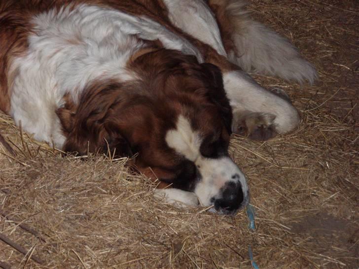 Sankt bernhardshund Lucky RIP - Dømt ufarlig billede 3