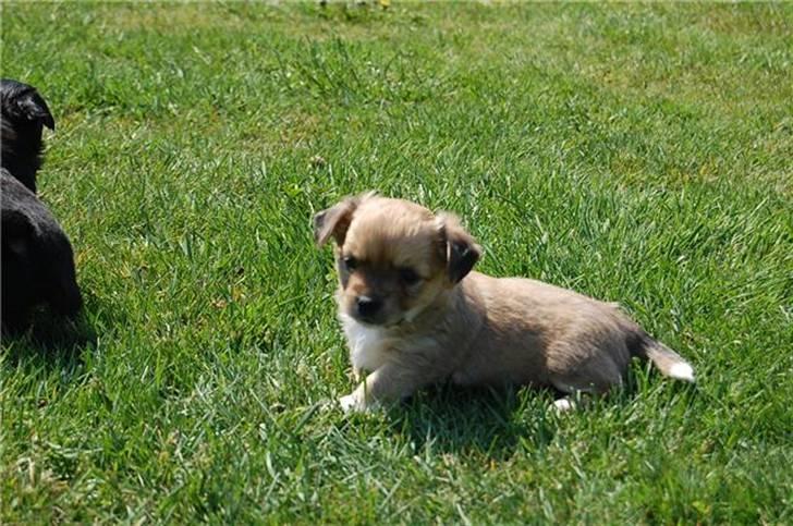 Chihuahua Milo billede 1