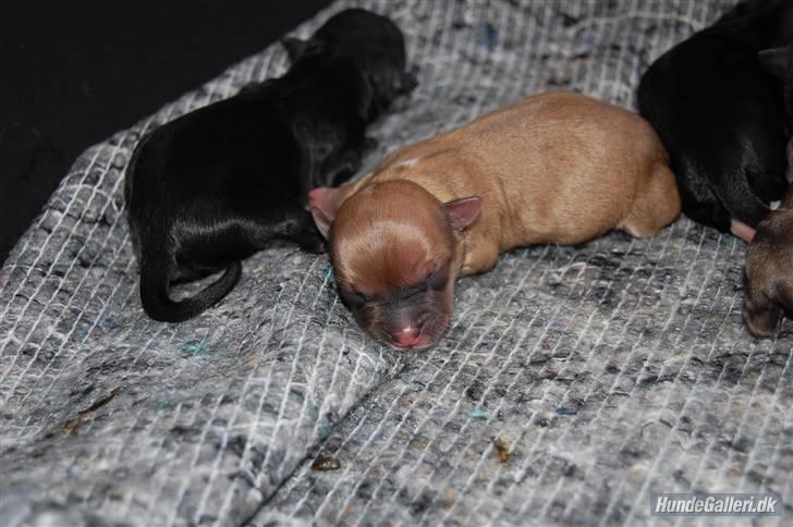 Chihuahua Milo billede 2