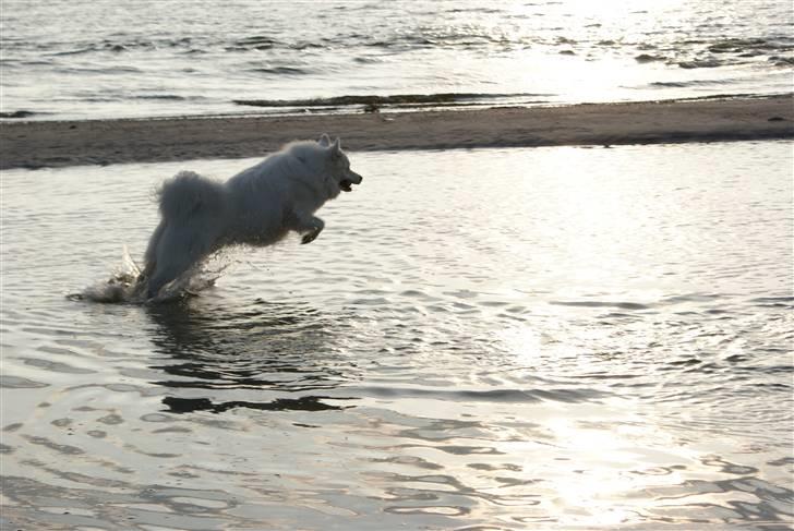 Samojedhund Basse billede 1