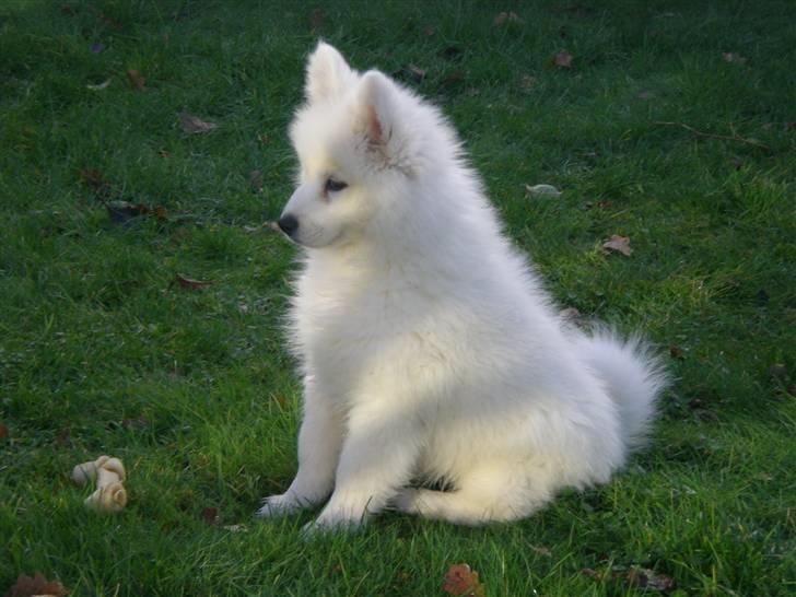 Samojedhund Basse billede 2