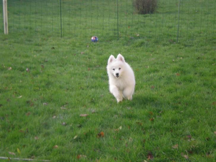 Samojedhund Basse billede 3