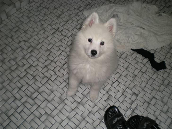 Samojedhund Basse billede 4