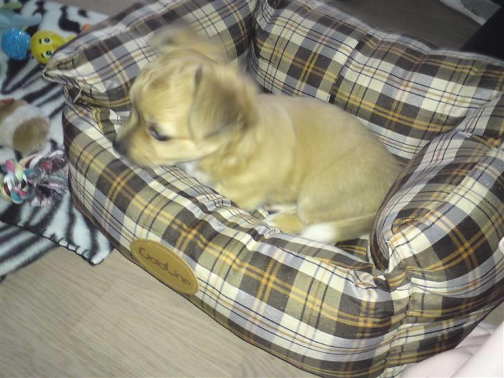 Chihuahua Milo billede 3