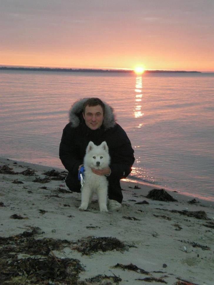 Samojedhund Basse billede 5