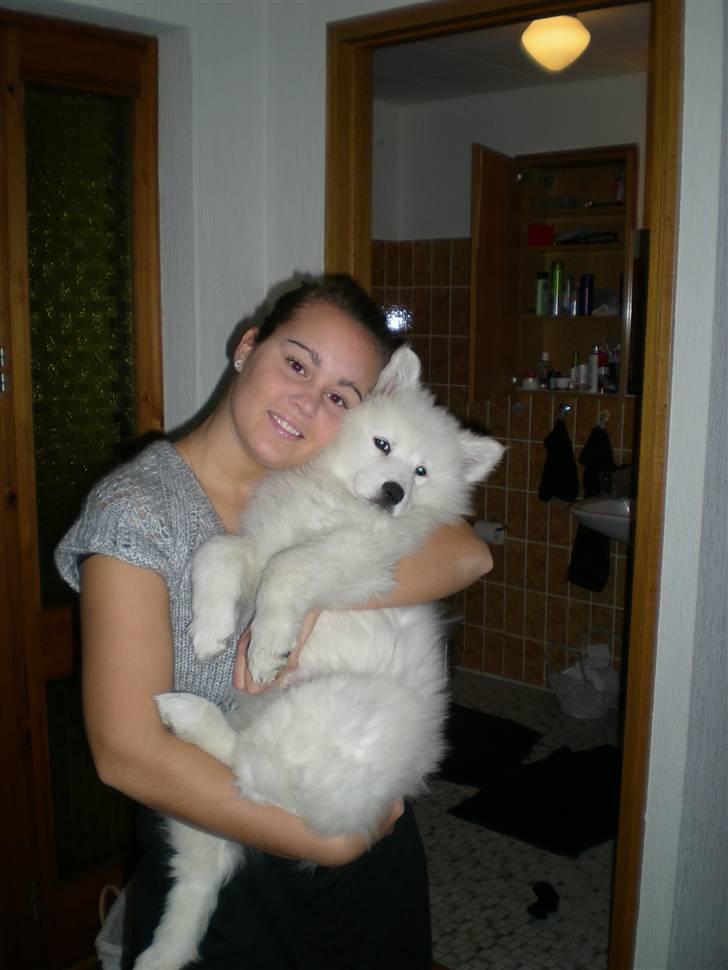 Samojedhund Basse billede 6