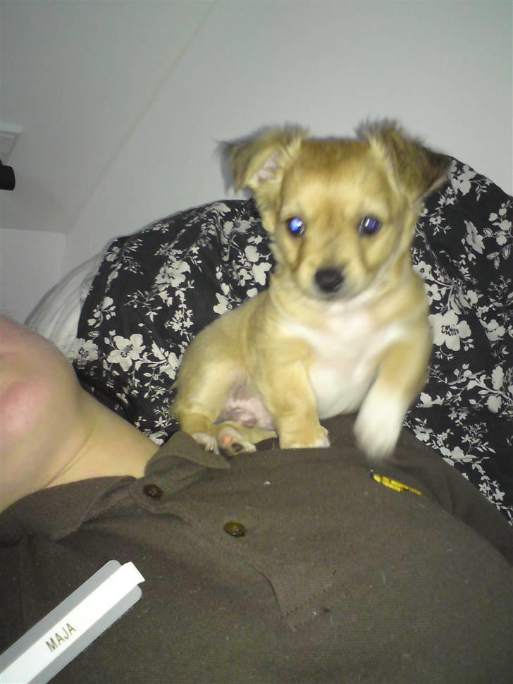 Chihuahua Milo billede 4