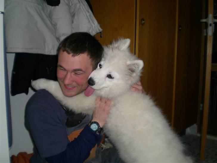 Samojedhund Basse billede 7