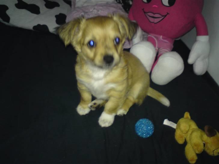 Chihuahua Milo billede 5