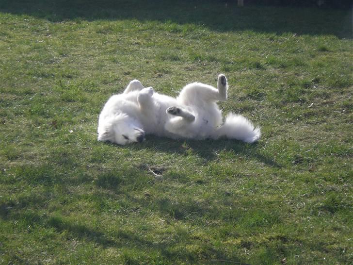 Samojedhund Basse billede 8