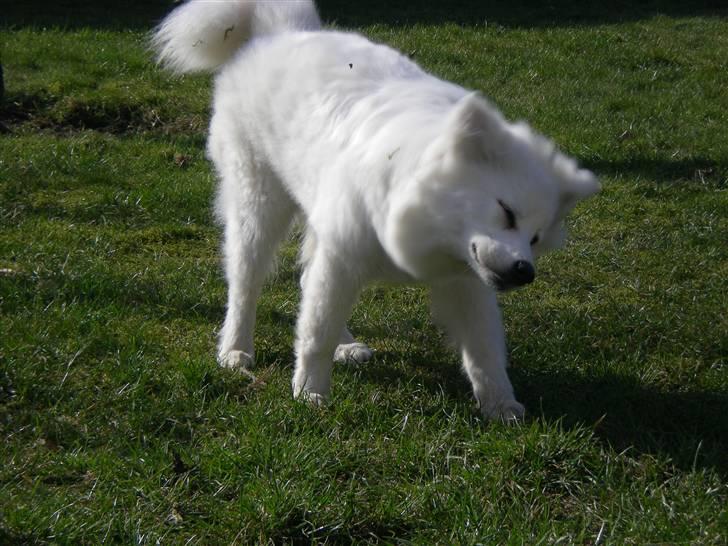 Samojedhund Basse billede 9