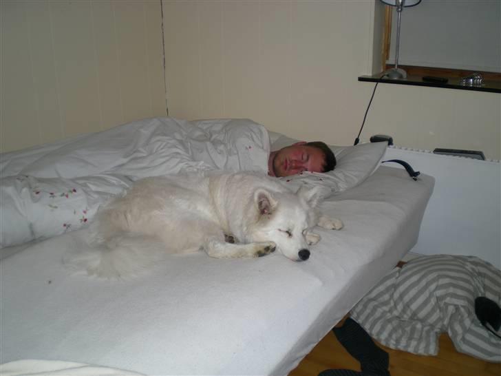 Samojedhund Basse billede 10