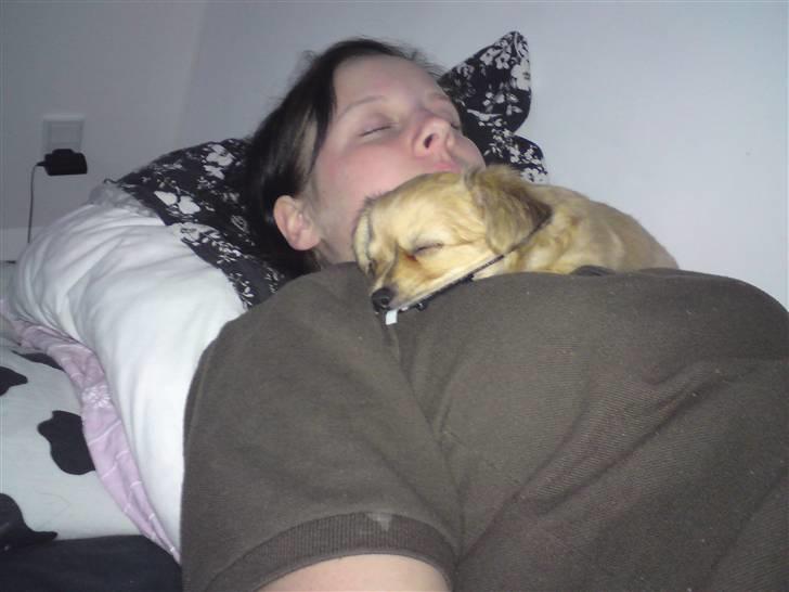 Chihuahua Milo billede 6