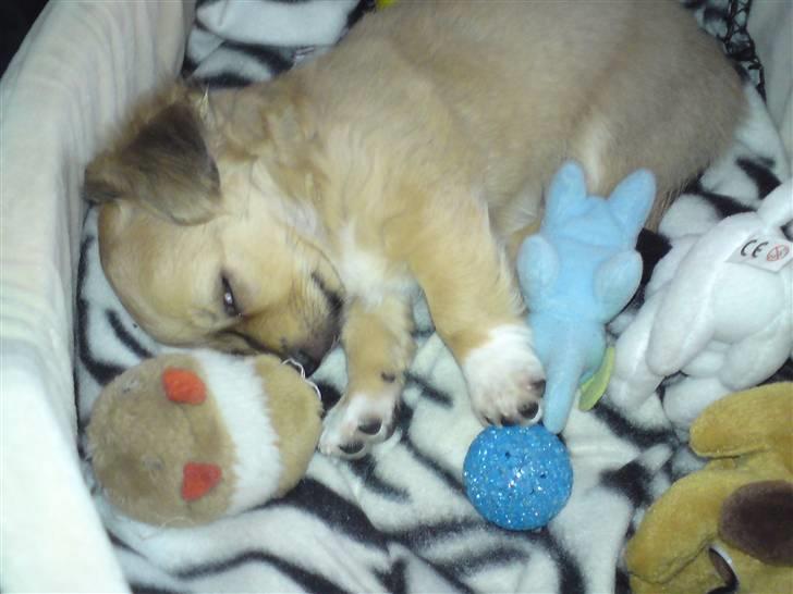 Chihuahua Milo billede 7