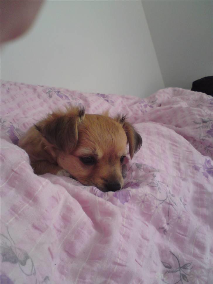 Chihuahua Milo billede 8