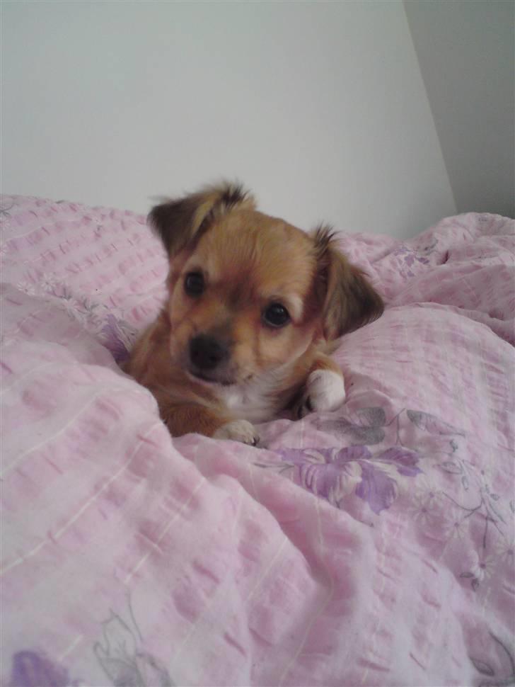 Chihuahua Milo billede 9