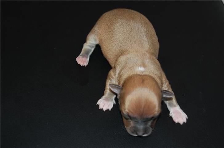 Chihuahua Milo billede 10