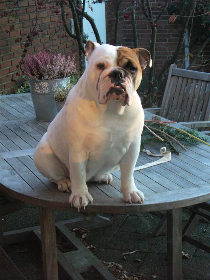 Engelsk bulldog Alma billede 1