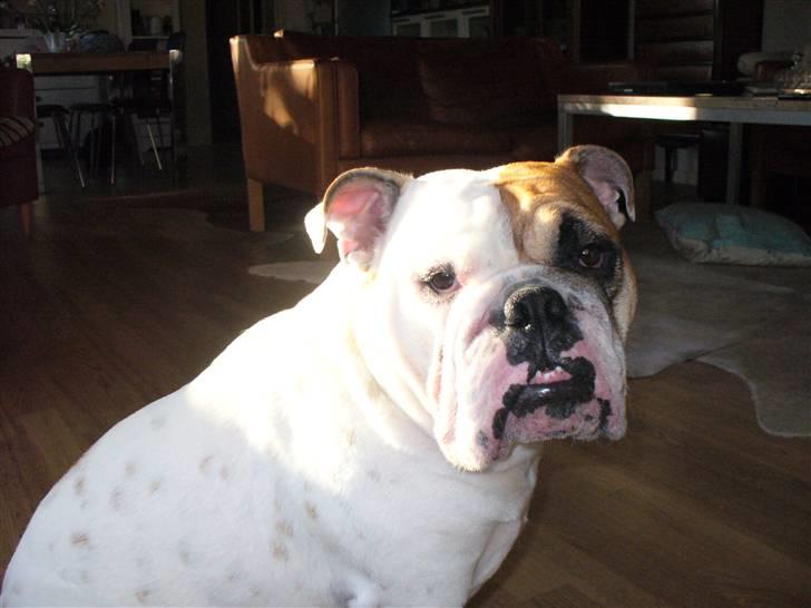 Engelsk bulldog Alma billede 2