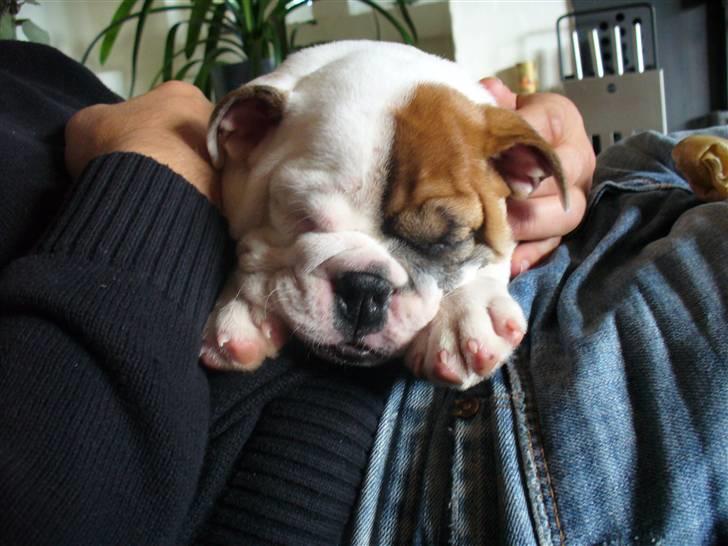 Engelsk bulldog Alma billede 3