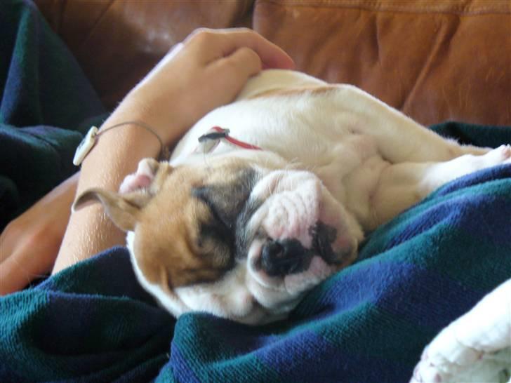 Engelsk bulldog Alma billede 4