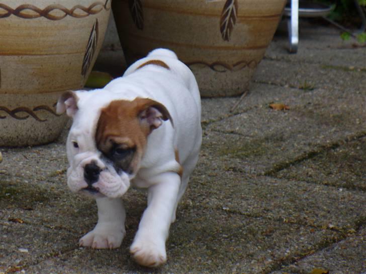 Engelsk bulldog Alma billede 5