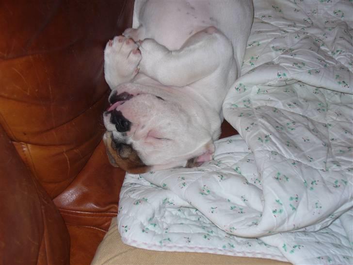 Engelsk bulldog Alma billede 6