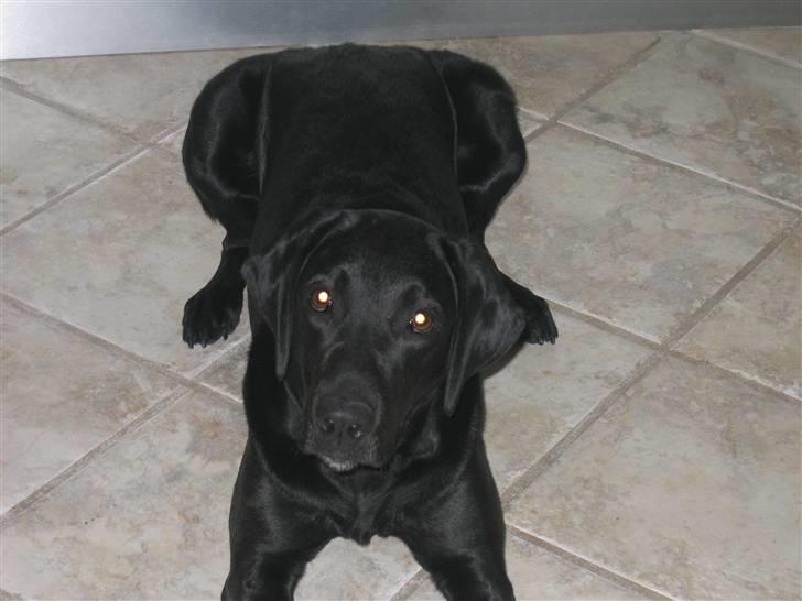 Blanding af racer Nova billede 1