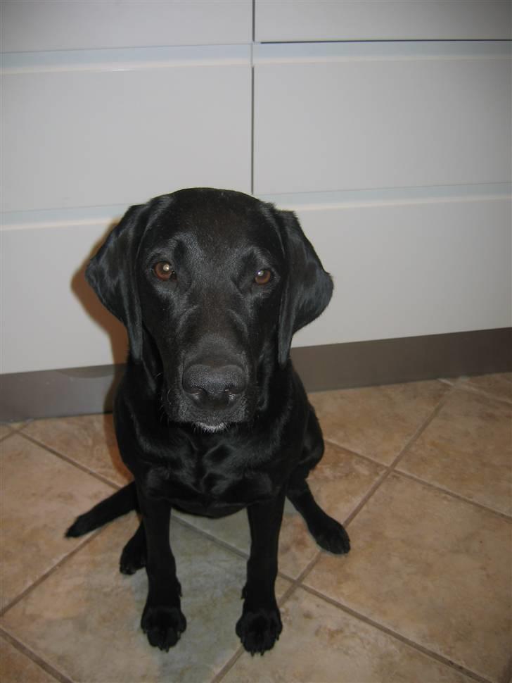 Blanding af racer Nova billede 2