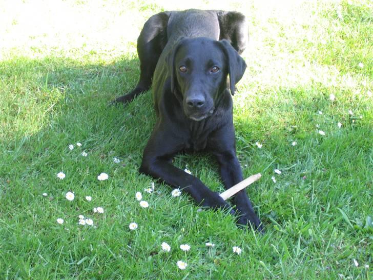 Blanding af racer Nova billede 3