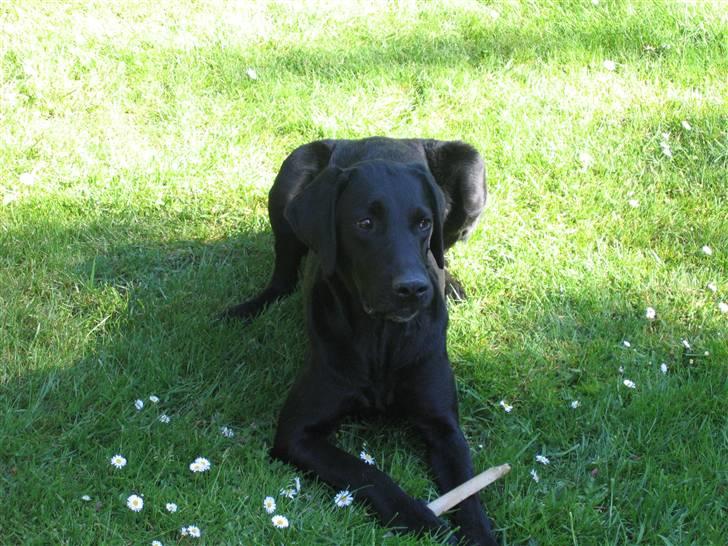 Blanding af racer Nova billede 4