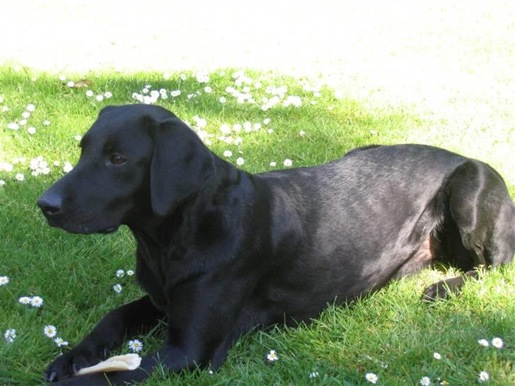 Blanding af racer Nova billede 5