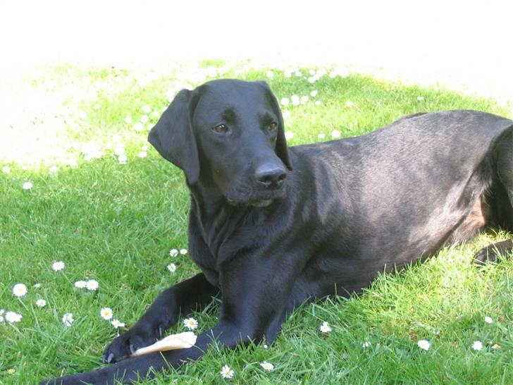 Blanding af racer Nova billede 6