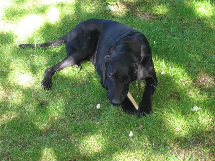 Blanding af racer Nova billede 7