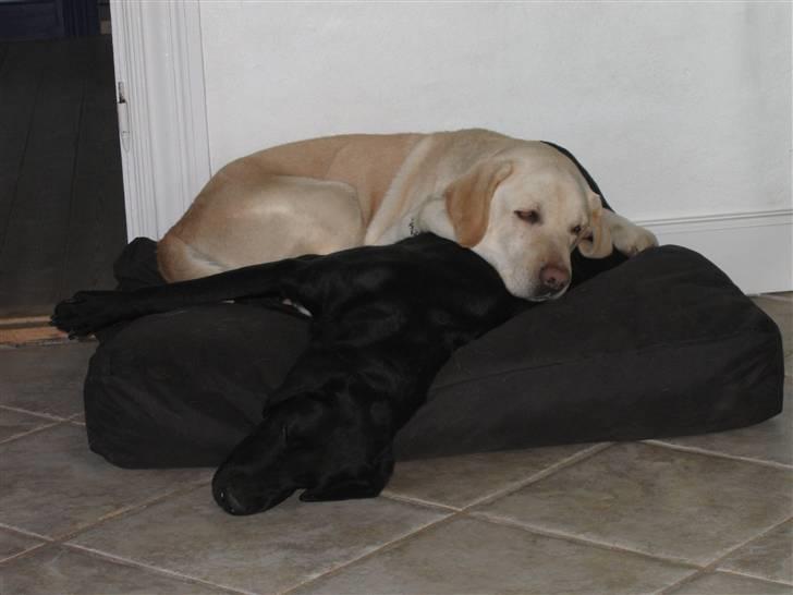 Blanding af racer Nova billede 8