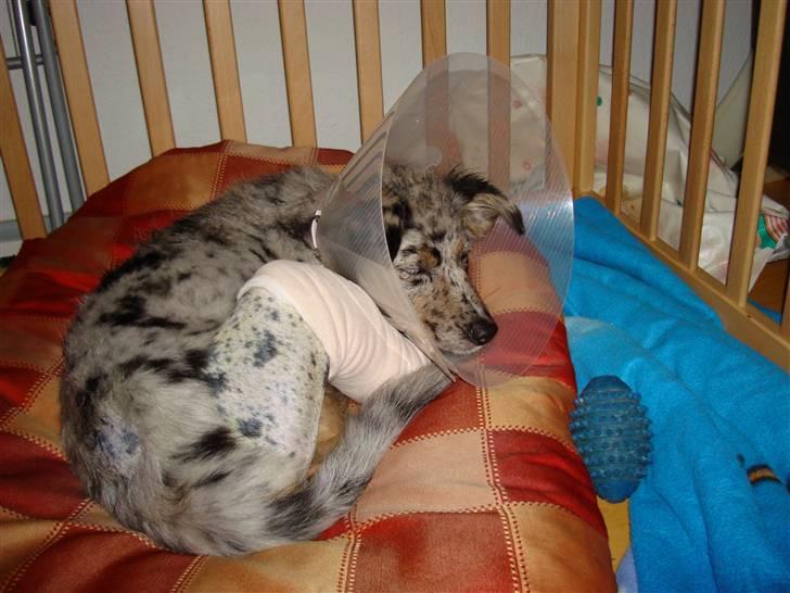 Blanding af racer nevada - to dage efter hendes oprasion  billede 17