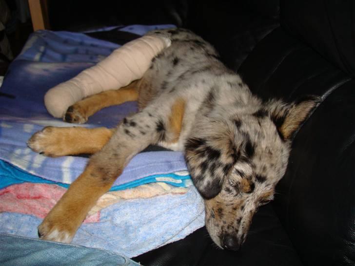 Blanding af racer nevada - her er hun da hun lige er kommet hjem  billede 18