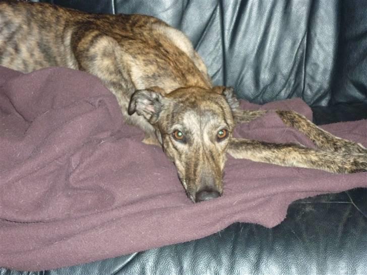 Greyhound Jaxx Nala billede 6