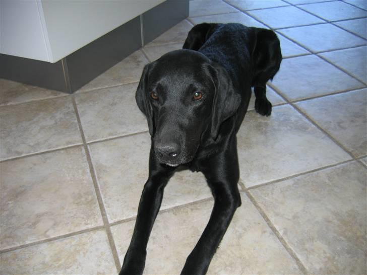 Blanding af racer Nova billede 9