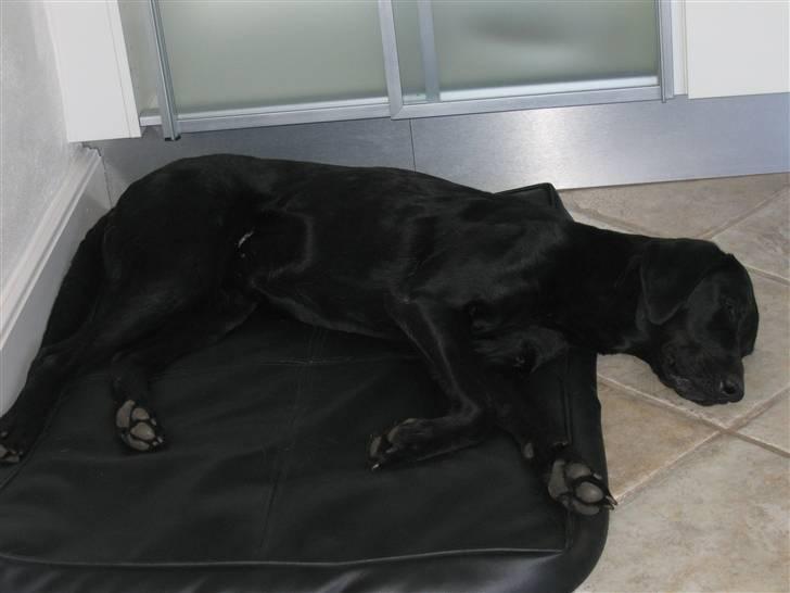 Blanding af racer Nova billede 10