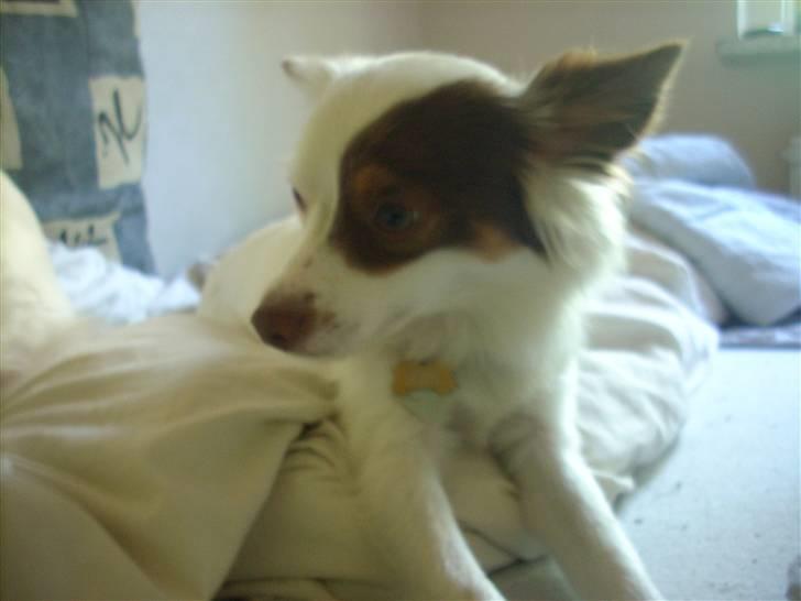 Blanding af racer Felix billede 14