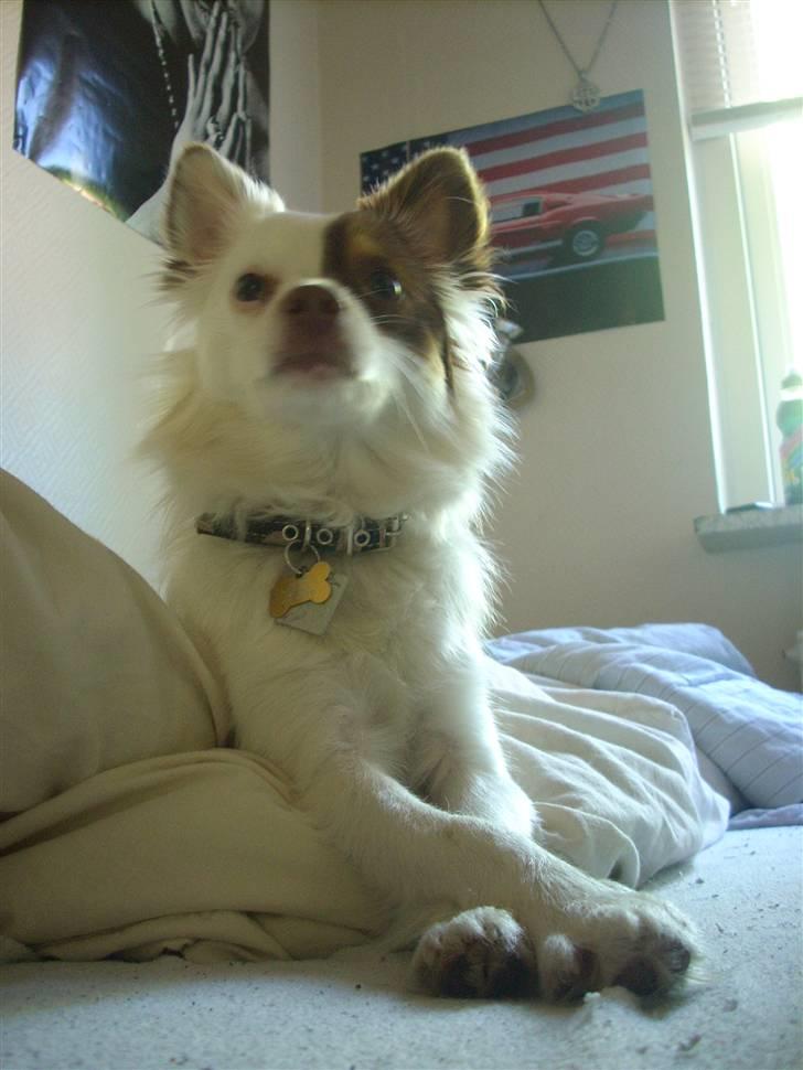 Blanding af racer Felix - Hvem der ? billede 15