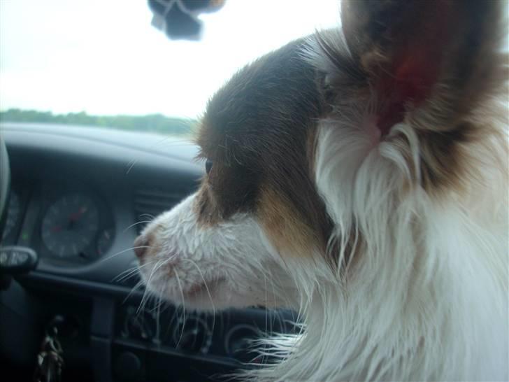 Blanding af racer Felix billede 16