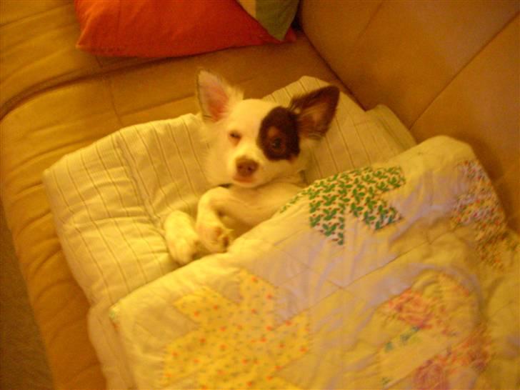 Blanding af racer Felix - Jeg sover billede 17