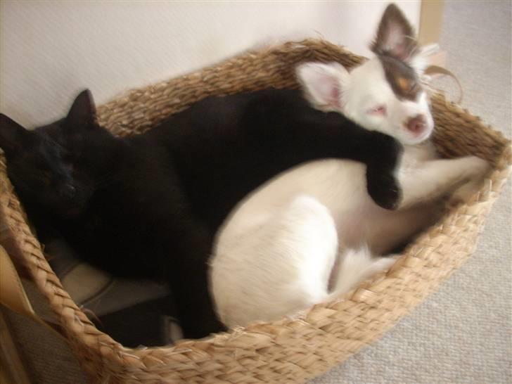 Blanding af racer Felix - Min gode ven      Futte billede 18