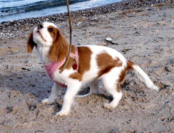 Cavalier king charles spaniel Smilla billede 1